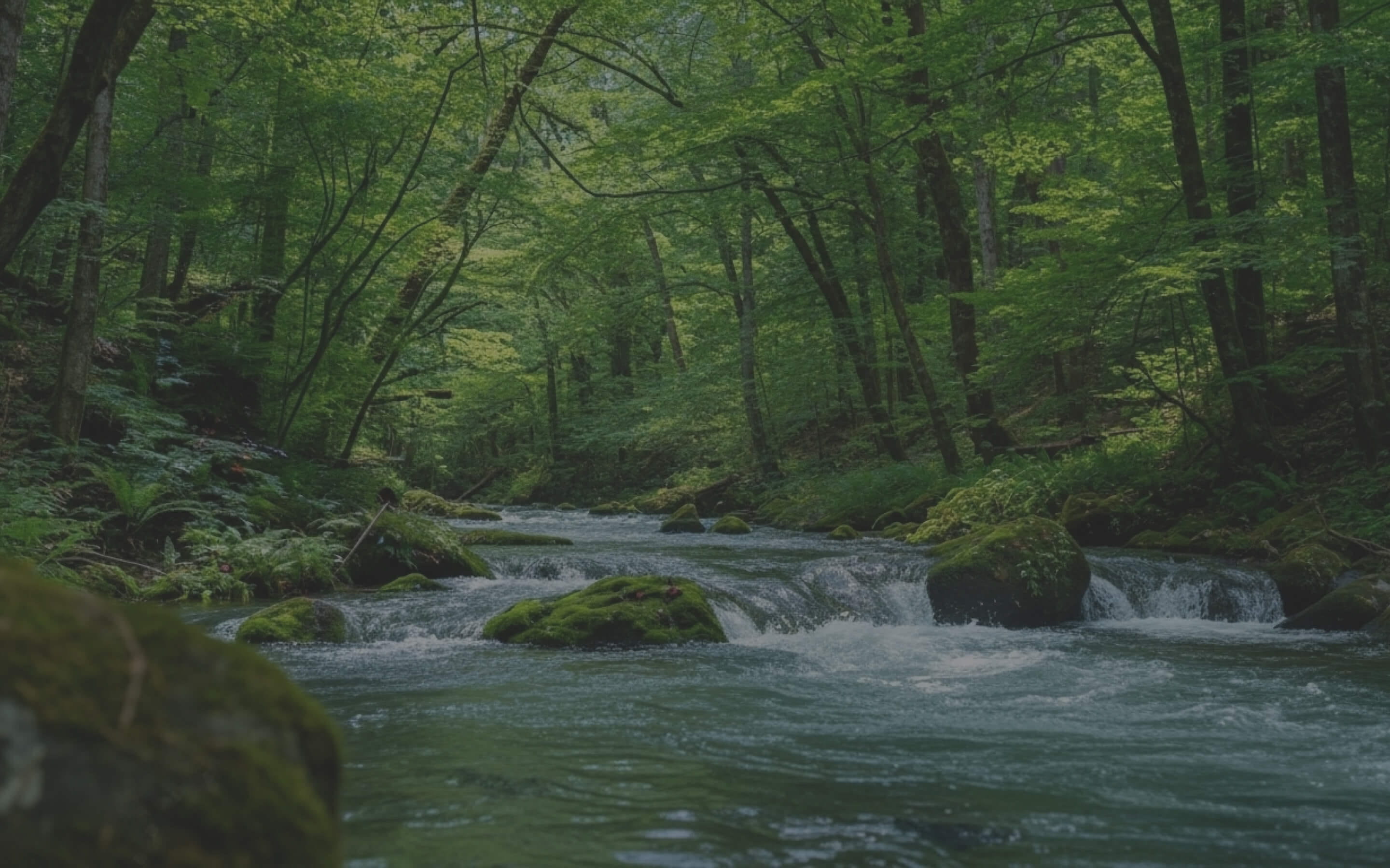 緑豊かな森を流れる清流