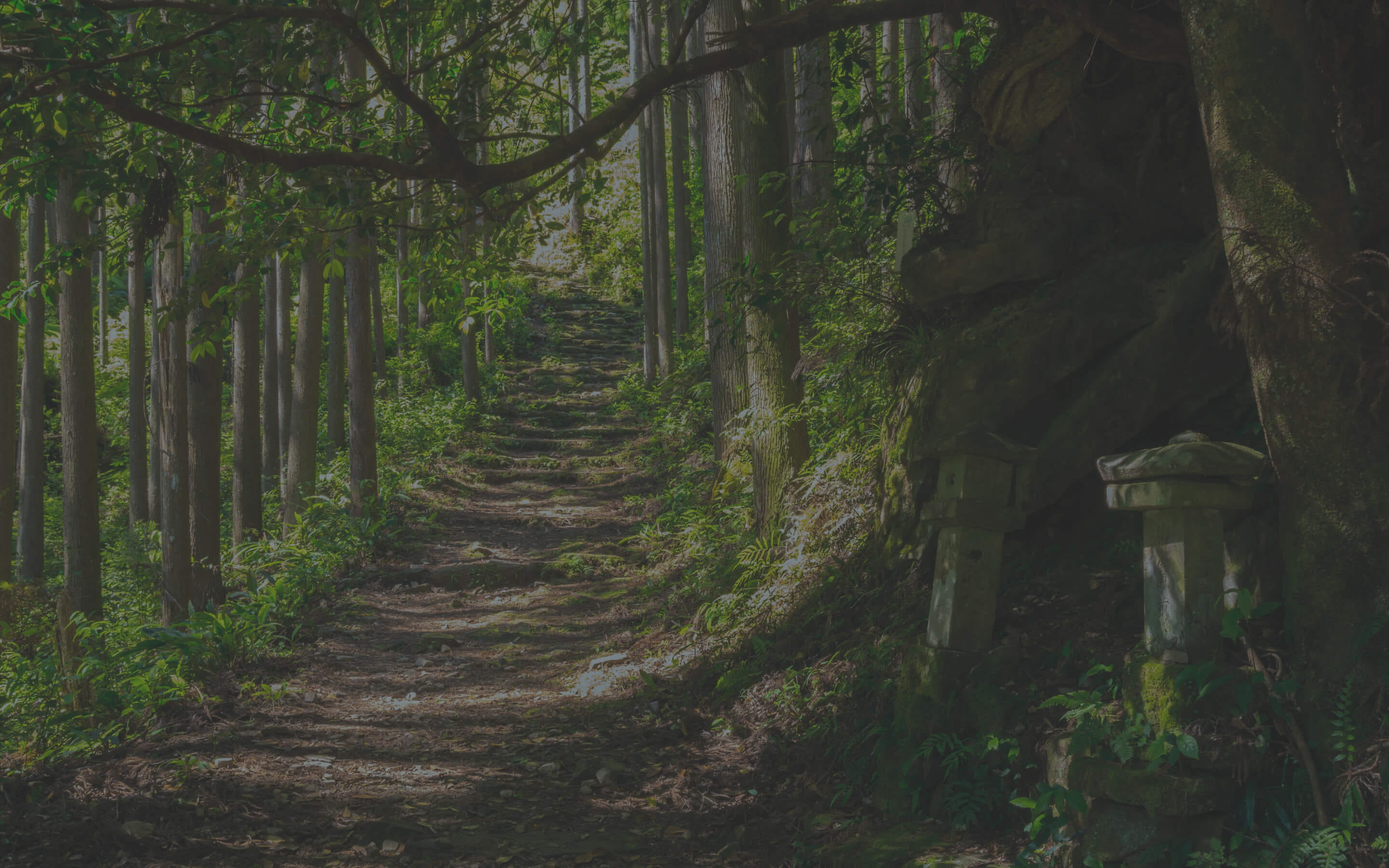 森林の中に続く苔むした木道